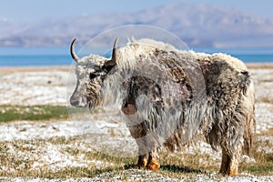 Nice view of Yak in Tajikistan