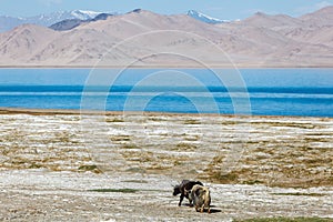 Nice view of Yak in Tajikistan