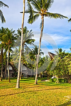 Nice Villas With Palm Trees