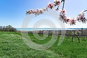 Nice vineyard in Csopak next to the lake Balaton at spring landscape with houses and blooming trees