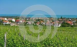 Nice vineyard in Csopak next to the lake Balaton at summer landscape with houses and church