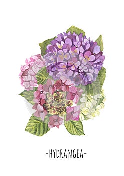 Nice vintage flowers pink hydrangea