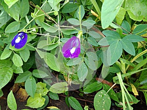 Nice Violet Flower, Bogor Indonesia - 2020