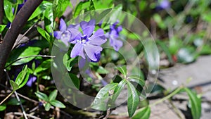 Nice violet flowers vinca on green leaves background spring nature macro 4k video