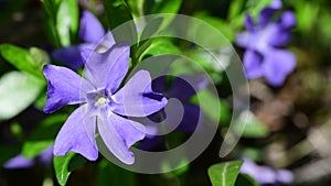 Nice violet flowers vinca on green leaves background spring nature macro 4k video