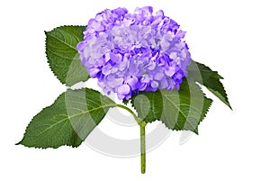 Nice violet hydrangea