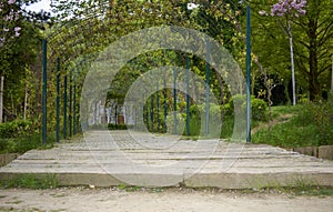 A nice walking path in the park