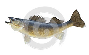 Nice walleye isolated on a white background