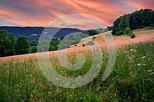 Nice warm sunrise, wild blooming meadow and field, wood on hill in Hajdovy paseky