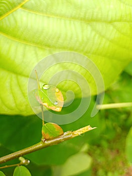 Nice water drops on the leaf in garden