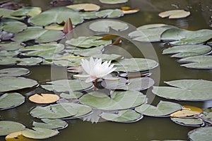 Nice water lily