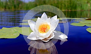 Nice water lily flower