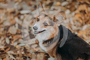 Nice Welsh Corgi tricolour dog close-up portrait in front of autumn leaves background