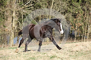 Nice welsh mountain pony running on pasturage