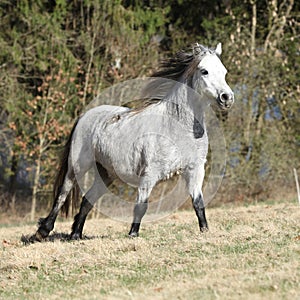 Nice welsh mountain pony running on pasturage