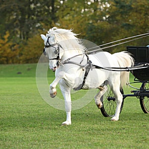 Nice welsh mountain pony stallion running