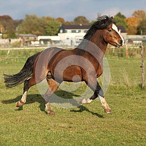 Nice welsh mountain pony stallion running