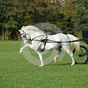 Nice welsh mountain pony stallion running