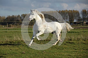 Nice welsh mountain pony stallion running