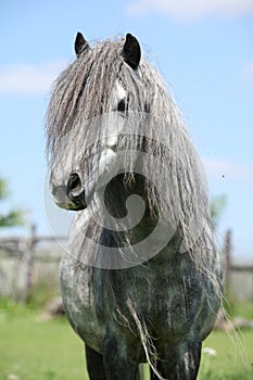 Nice welsh pony on pasturage