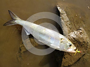 Nice White American Shad