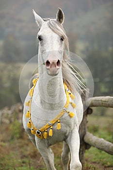 Nice white arabian stallion with flying mane