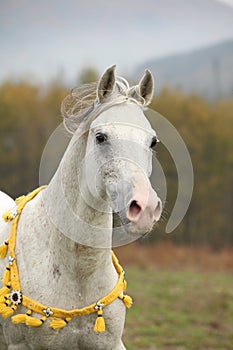 Nice white arabian stallion with flying mane