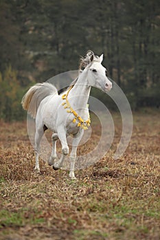 Nice white arabian stallion with flying mane