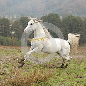 Nice white arabian stallion with flying mane