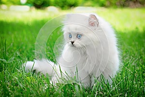 Nice white british kitten in the grass.