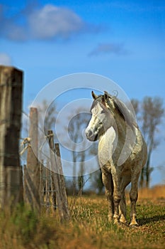 Nice white camargue horse feed on hay with horse in background, dark blue sky with clouds, Camargue, France