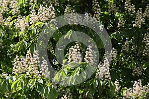 Nice white chestnut tree blossom