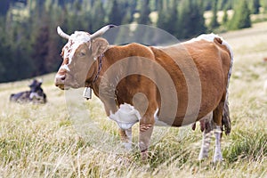 Nice white cow laying chained in green grass on sunny pasture field bright background. Farming and agriculture, milk production