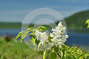 Nice white flower in the Canadian summer near a natural lake