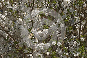 Nice white fruit tree blossom