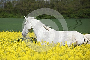 Nice white furioso running in colza field