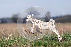 Nice white goatling with brown spots start leap in the meadow