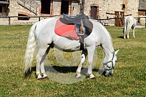 Nice white horse
