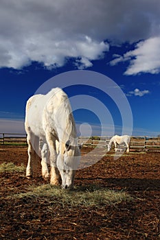 Nice white horse feed on hay with horse in background, dark blue sky with clouds