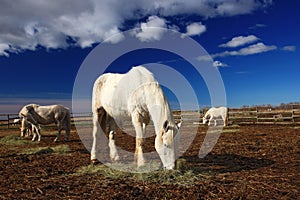 Nice white horse feed on hay with three horses in background, dark blue sky with clouds, Camargue, France