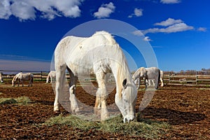 Nice white horse feed on hay with three horses in background, dark blue sky with clouds, Camargue, France. Summer day in horse fol