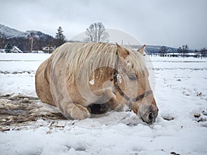 Nice white horse in fresh first snow. Snowy pasture