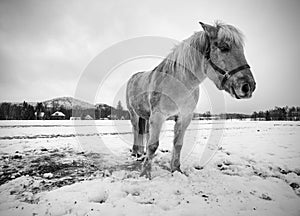 Nice white horse in fresh first snow. Snowy pasture