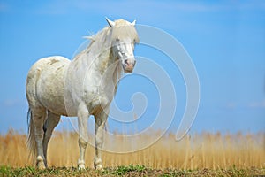 Nice white horse on the meadow. Horse with dark blue sky, Camargue, France. Beautiful white animal in the nature habitat. Wild hor