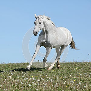 Nice white horse running on spring pasturage