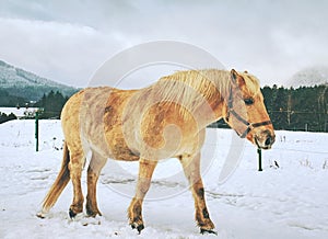 Nice white horse in snow. Isabella breed horse