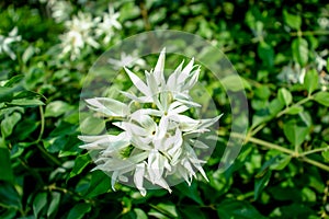 Nice white Jasmin or Jui flower in the flower plant