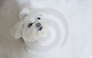 A nice white Maltese dog sitting on the floor, tilting his head, asking about your attention.