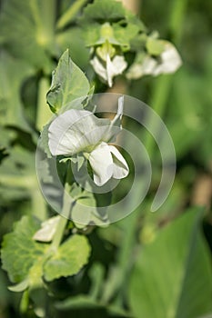 Nice white peas flower appears in June