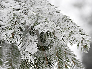 Beautiful snowy fir tree branches, Lithuania